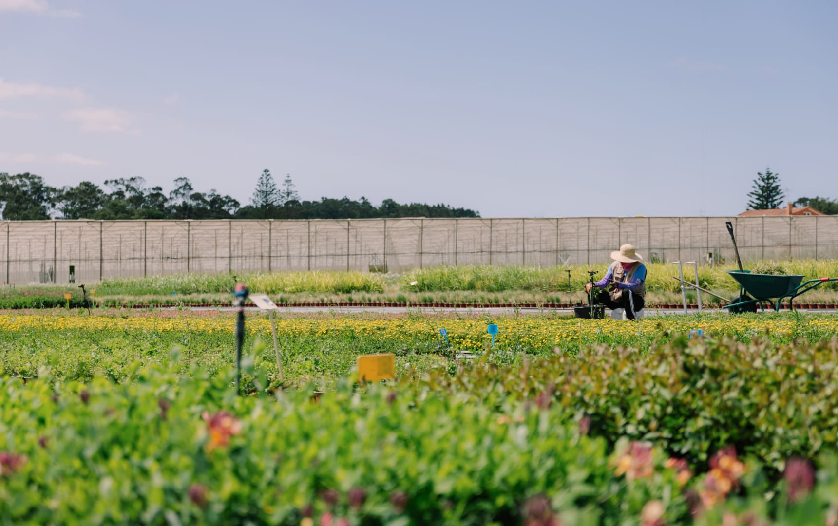 Campo de plantas ornamentais ao amanhecer