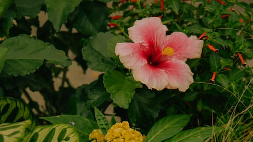 Plantas