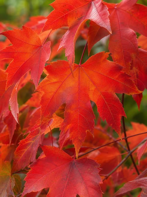 Acer de Freeman