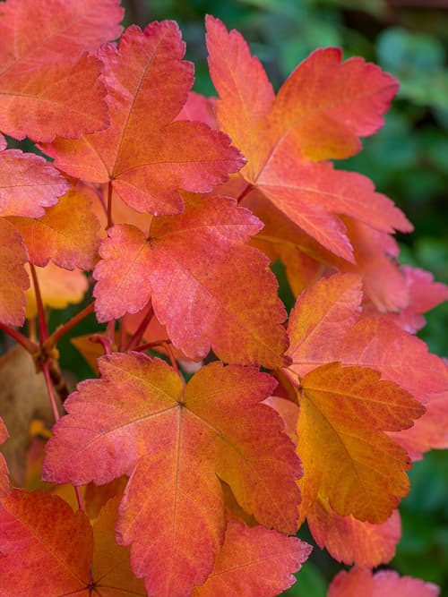 Acer Japonês