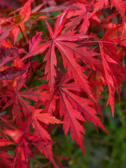 Acer Japonês