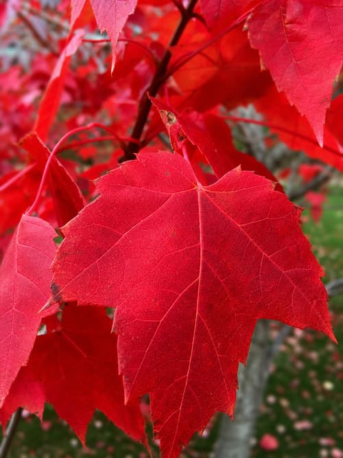 Bordo Vermelho