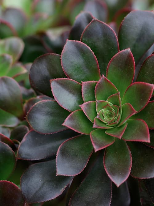 Aeonium