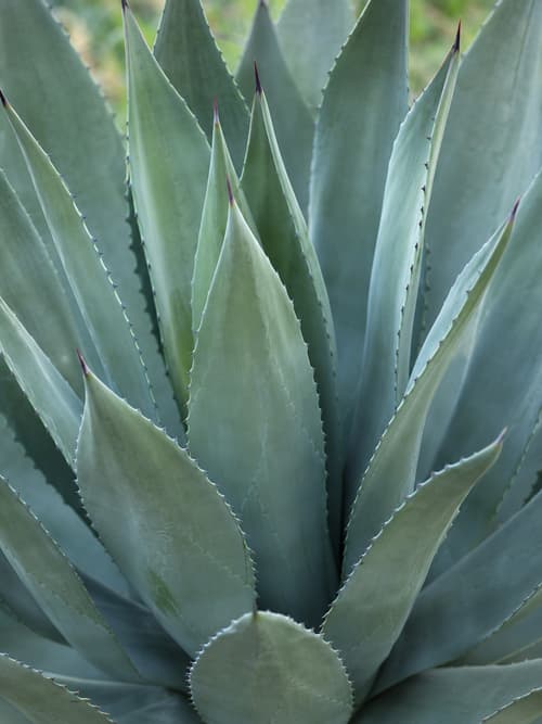 Piteira