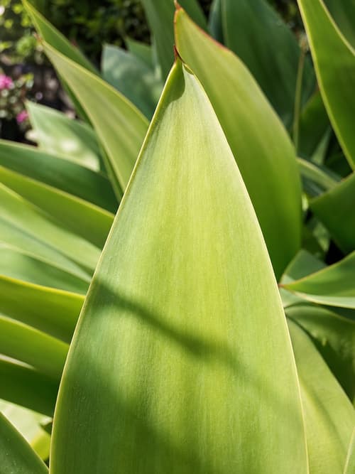 Agave Dragão