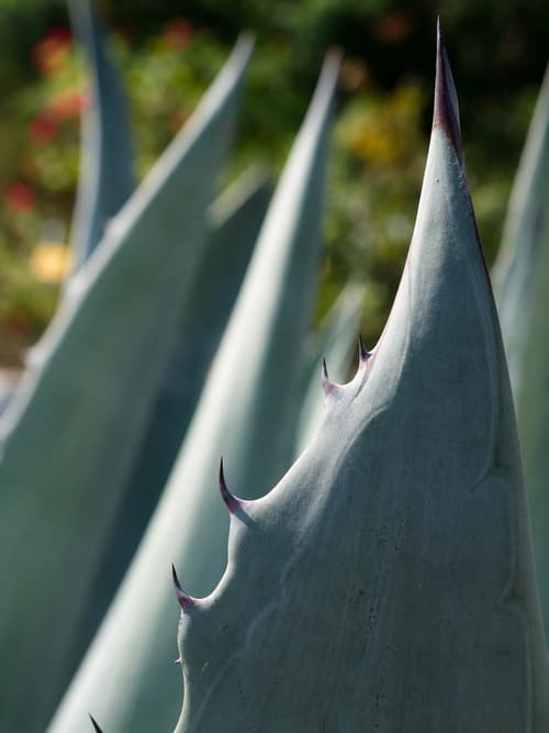 Agave Azul