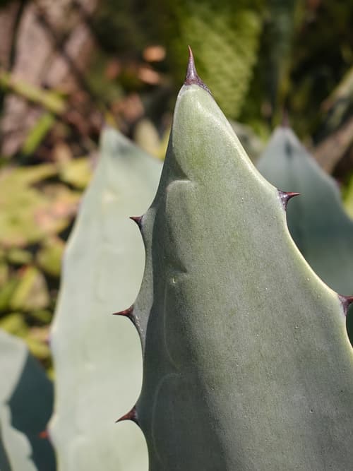Agave