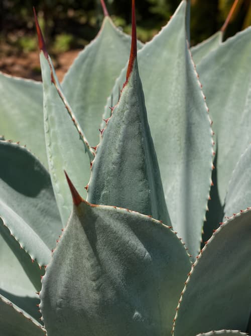 Agave