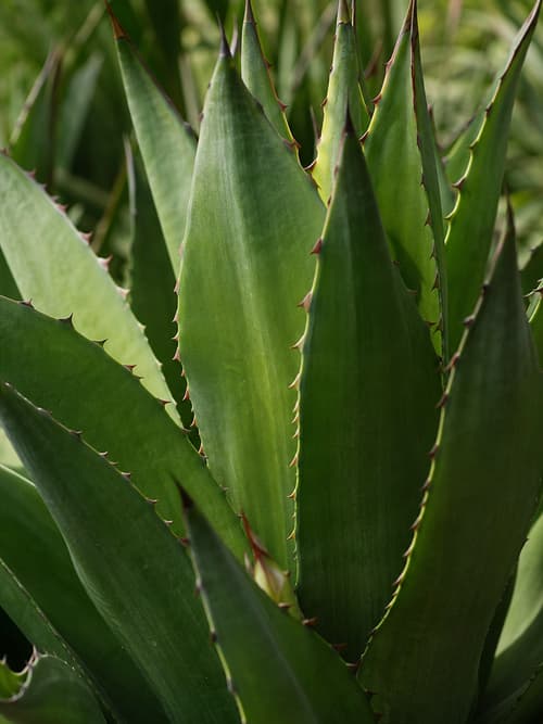 Agave