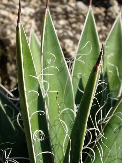 Agave Filifera