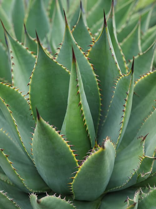 Agave
