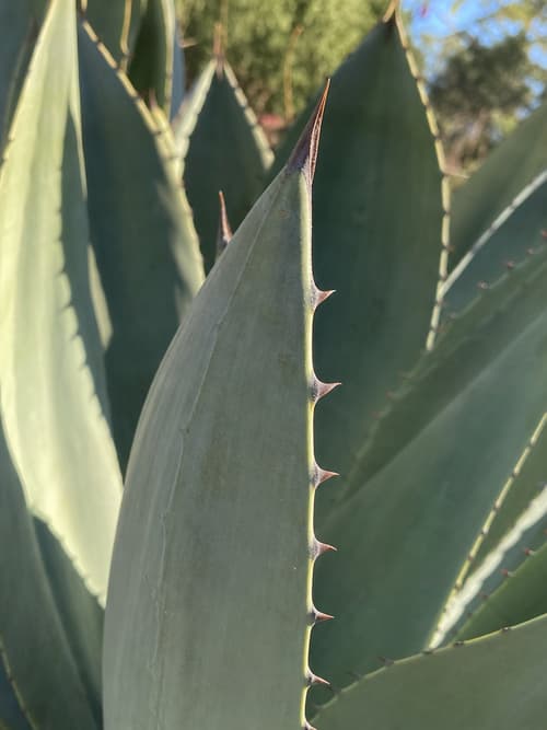 Agave-lechal