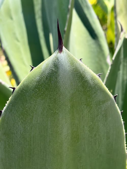 Agave