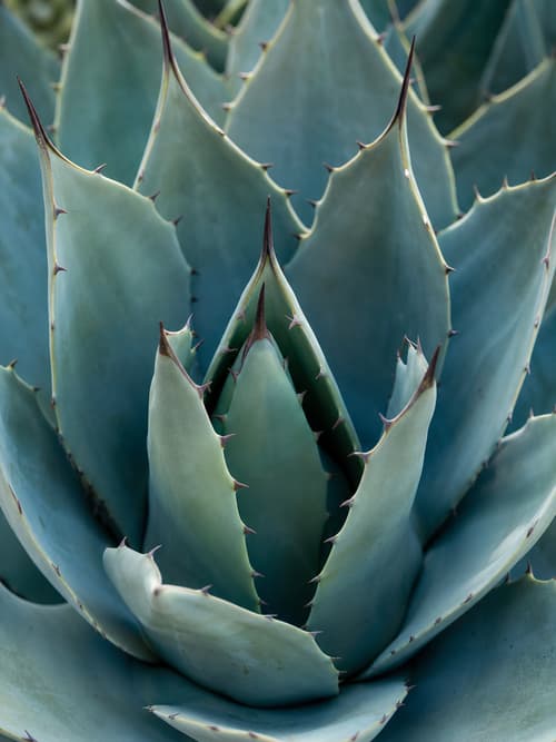 Agave da Montanha