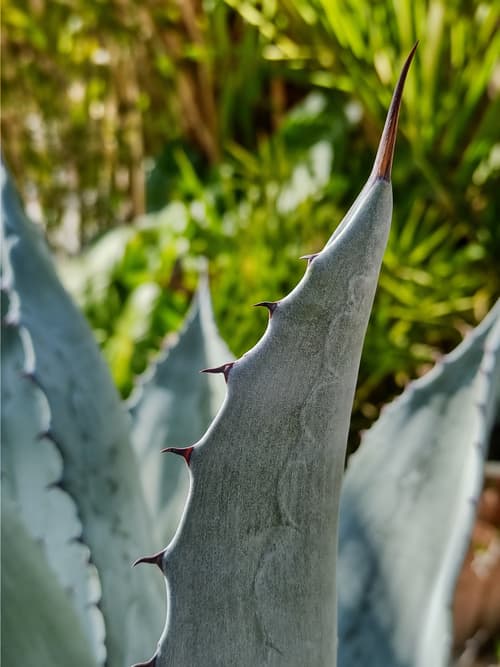 Agave Negra