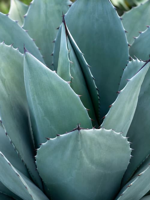 Agave de Parras