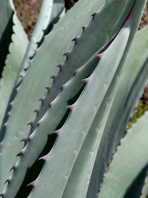 Agave-de-Parry