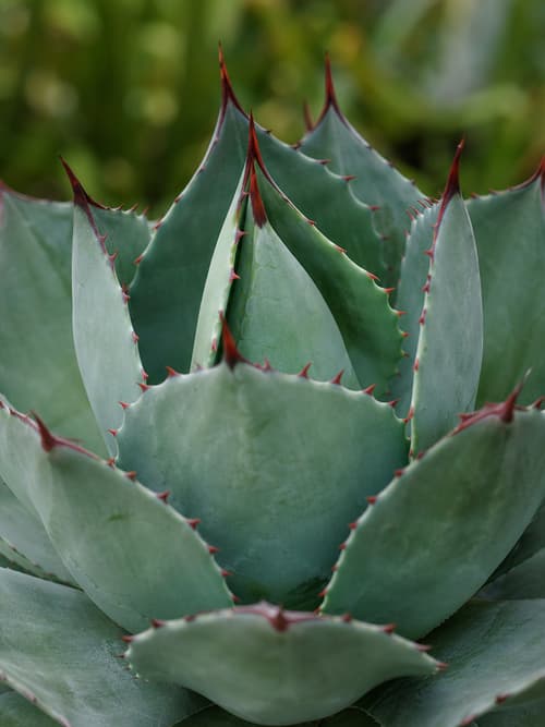 Agave-bebedeira