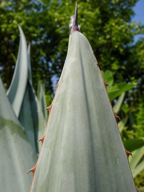 Sisal