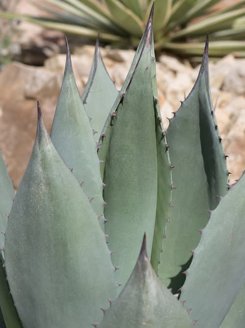 Agave-ouriço