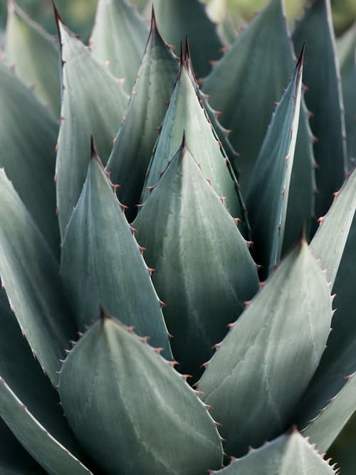Agave-azul