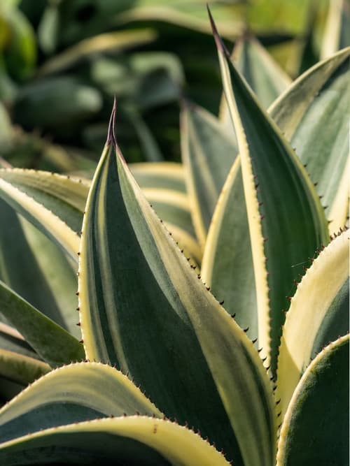 Agave Variegada