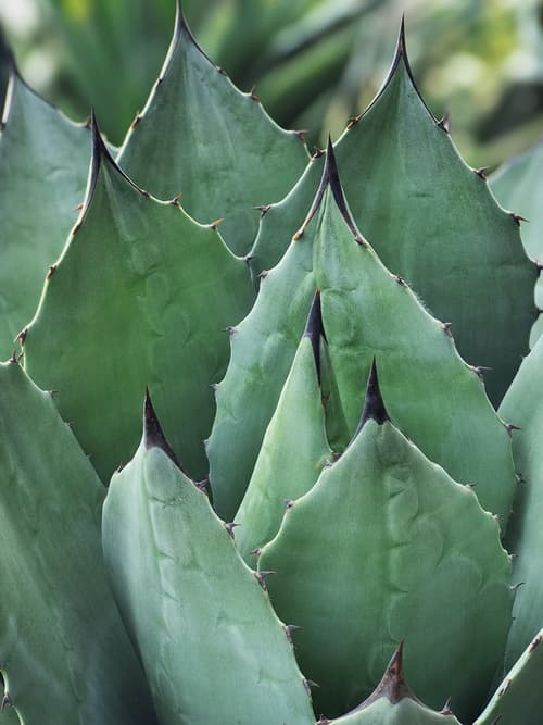 Agave