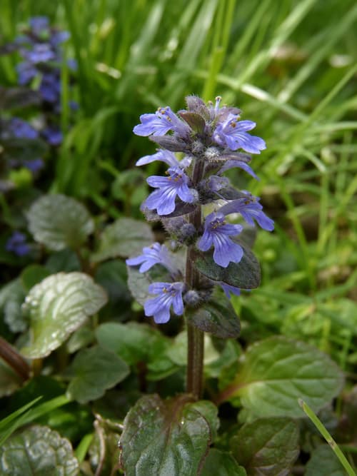 Carpete-de-Ajuga