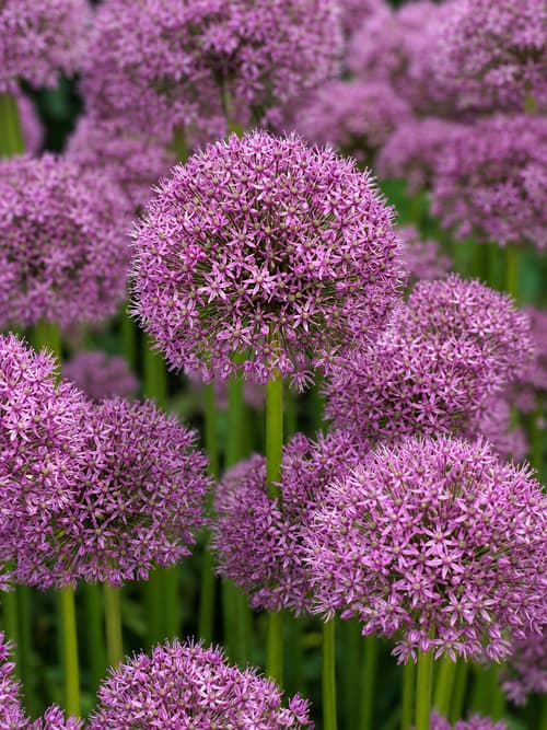 Cebolinha-de-jardim