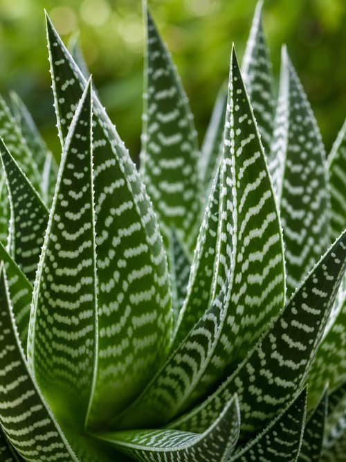 Aloe Tigre
