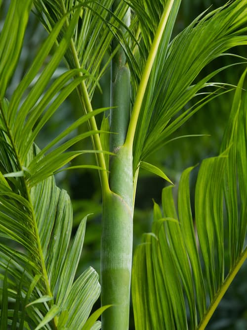 Palmeira-de-bétel