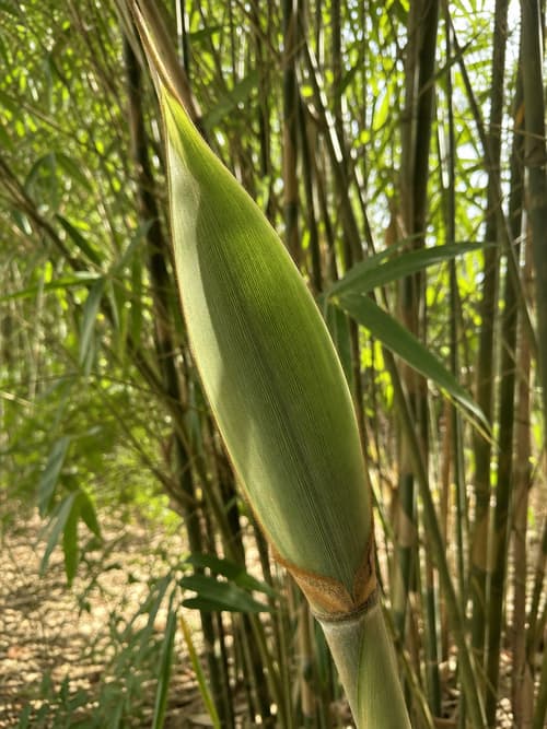 Bambu
