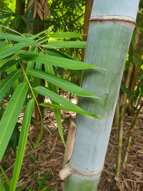 Bambu Gigante