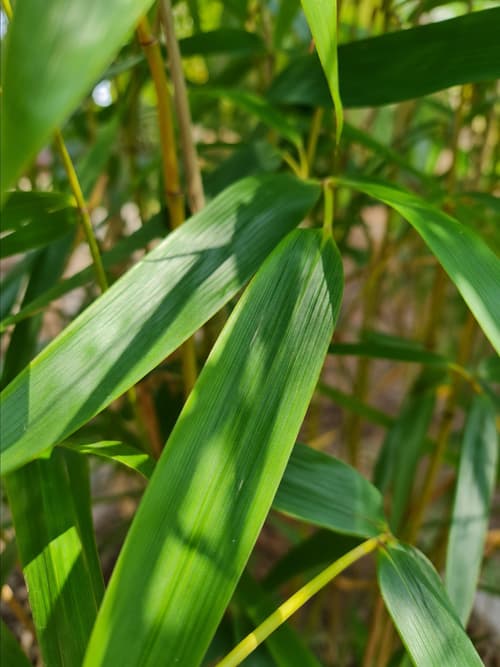 Bambu