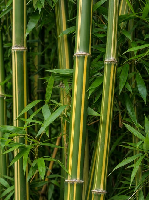 Bambu-comum