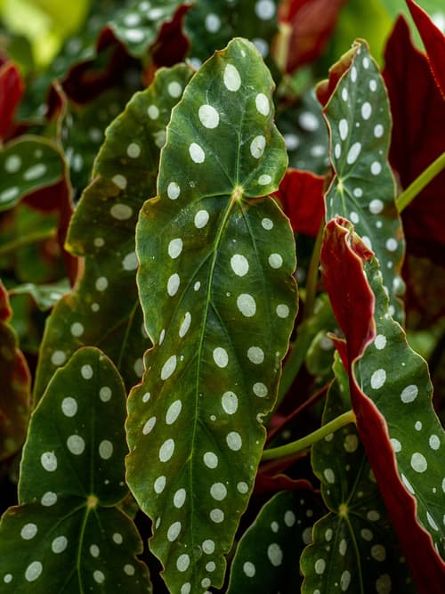 Begónia Maculata