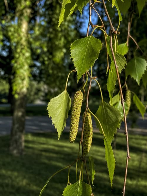 Bétula
