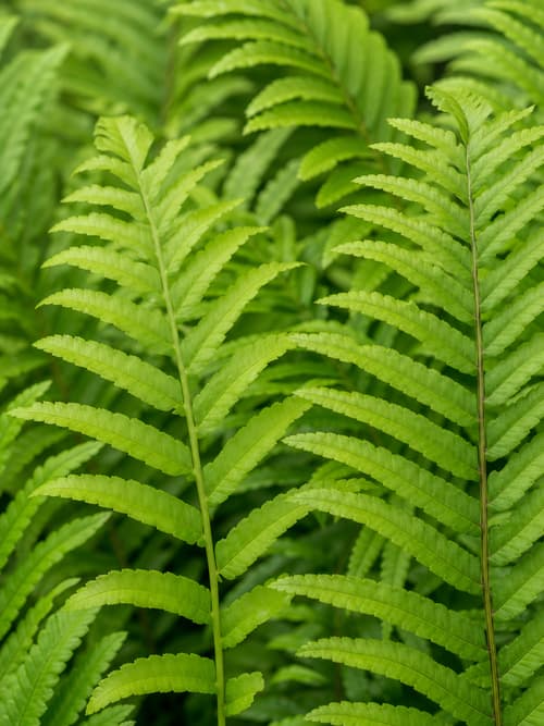 Feto de Samoa