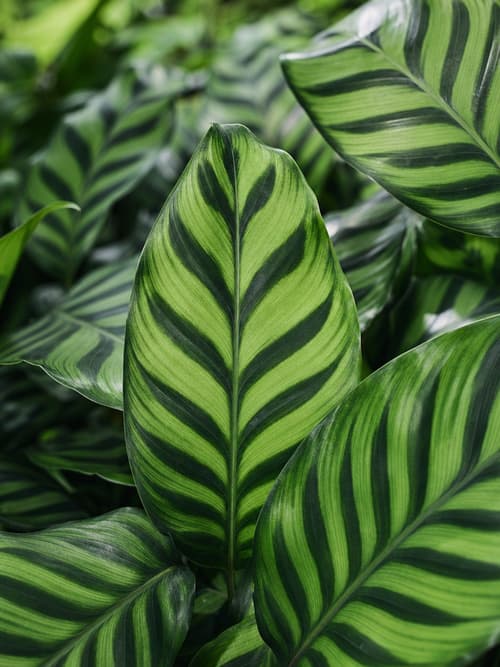 Calatéia Zebrina