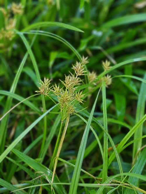 Carex
