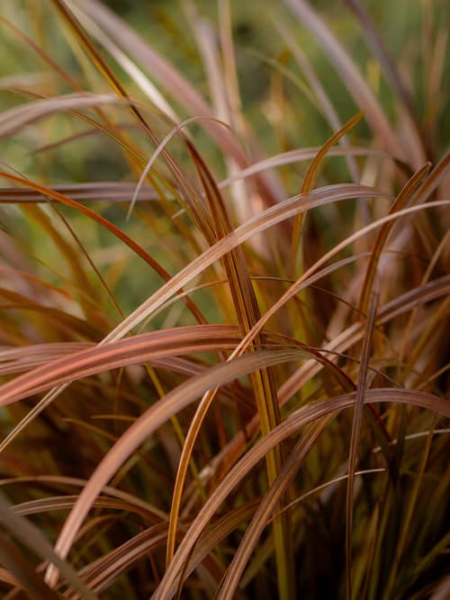 Carex