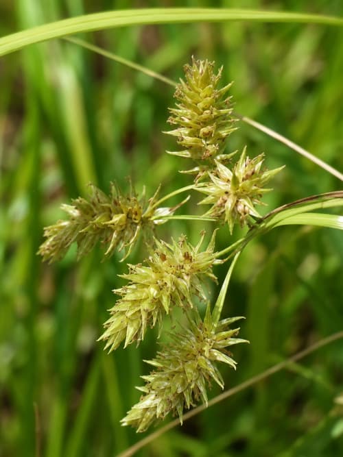 Carex azul