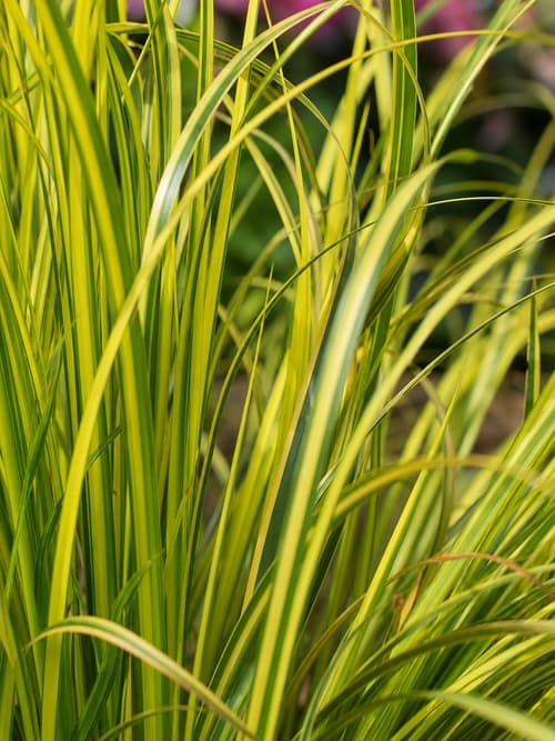 Carex dourada