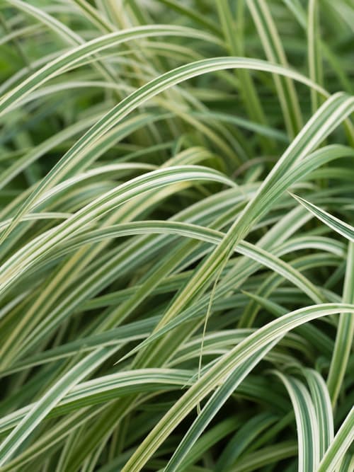 Carex