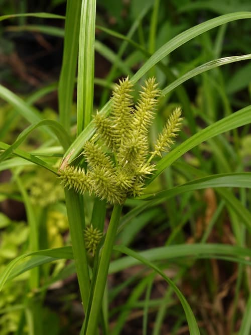 Carex