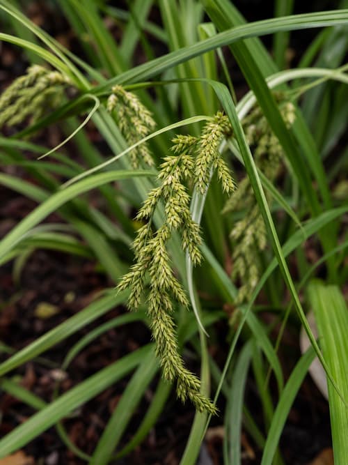 Carex