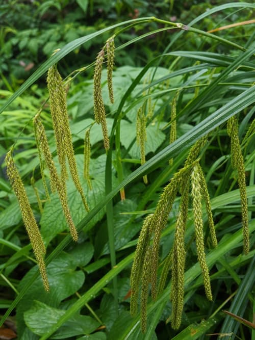 Carex pendente