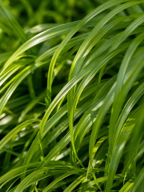 Carex