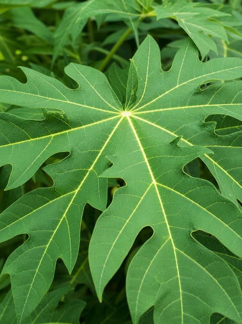 Papaia