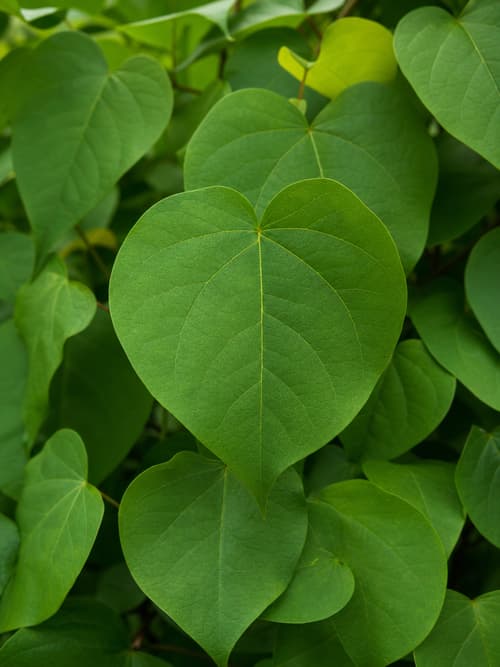 Catalpa